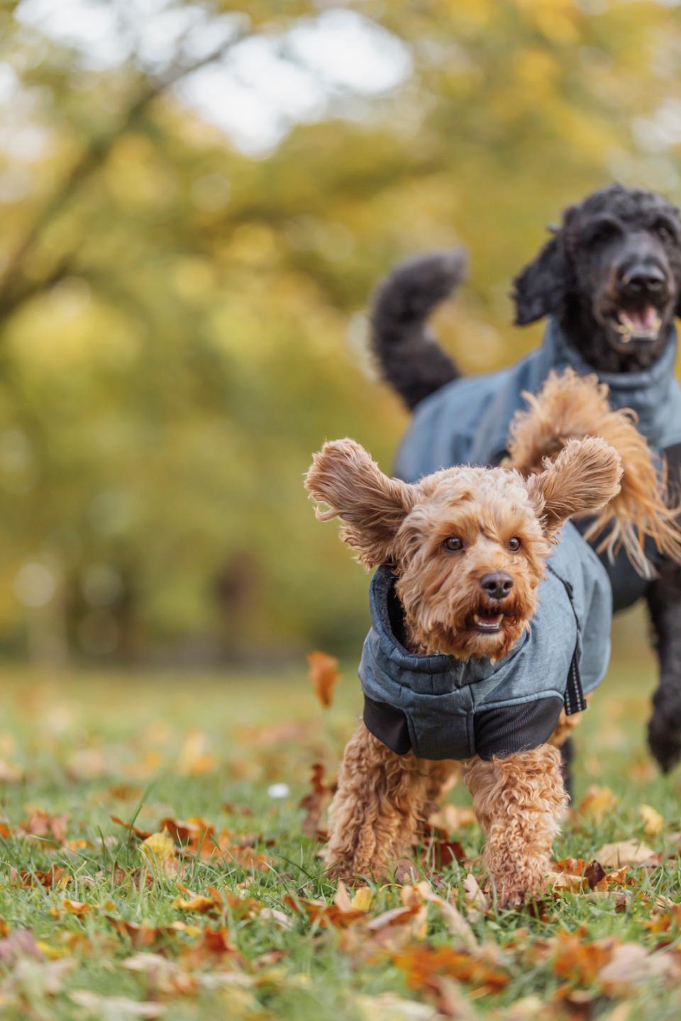 Trixie Riom vintertäcke för hundar