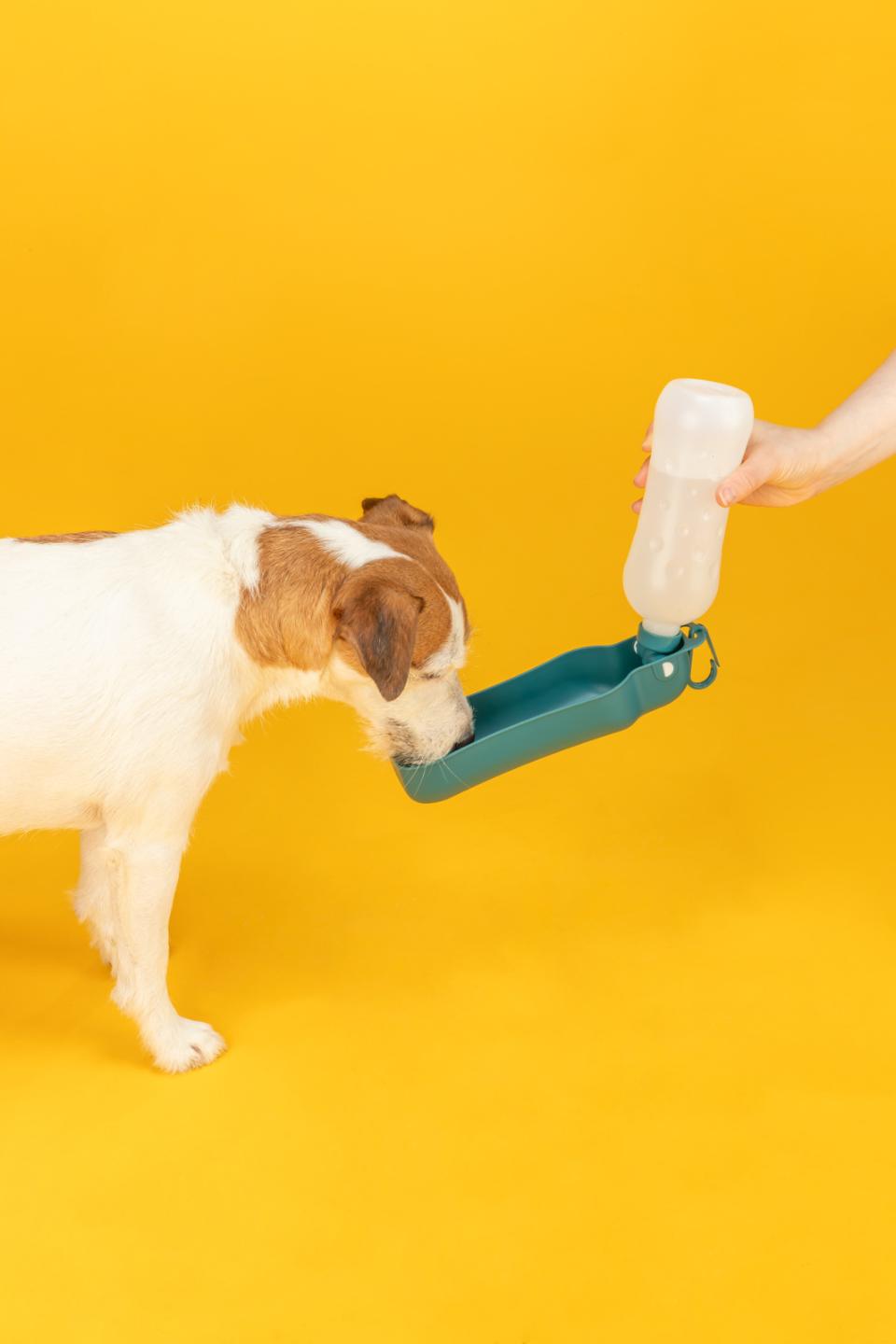 Jolly Paw Flaska med skål