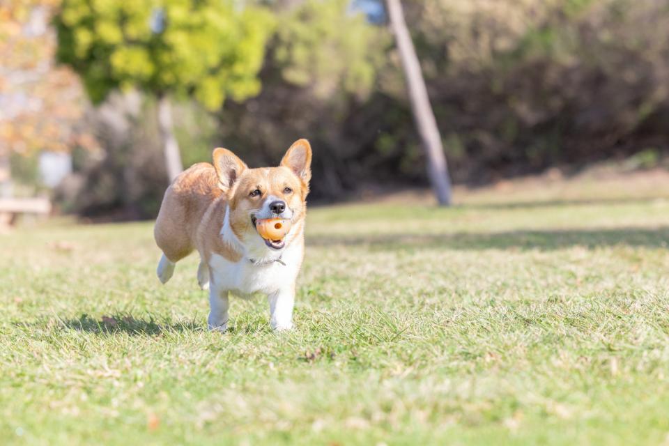 CHUCKIT Fødselsdagsbold M