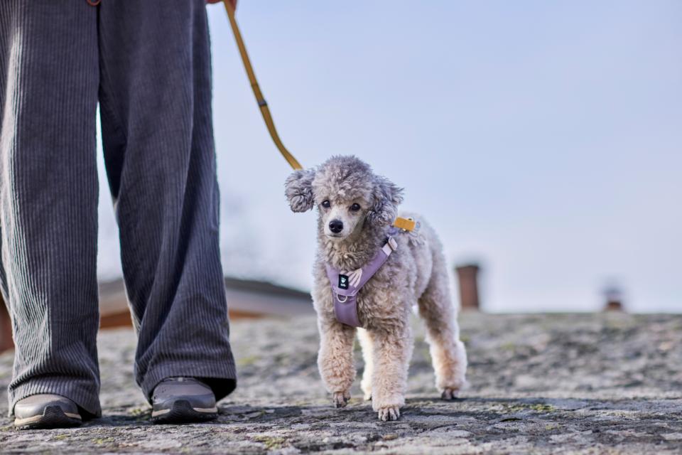 Hurtta Seeker hundesele