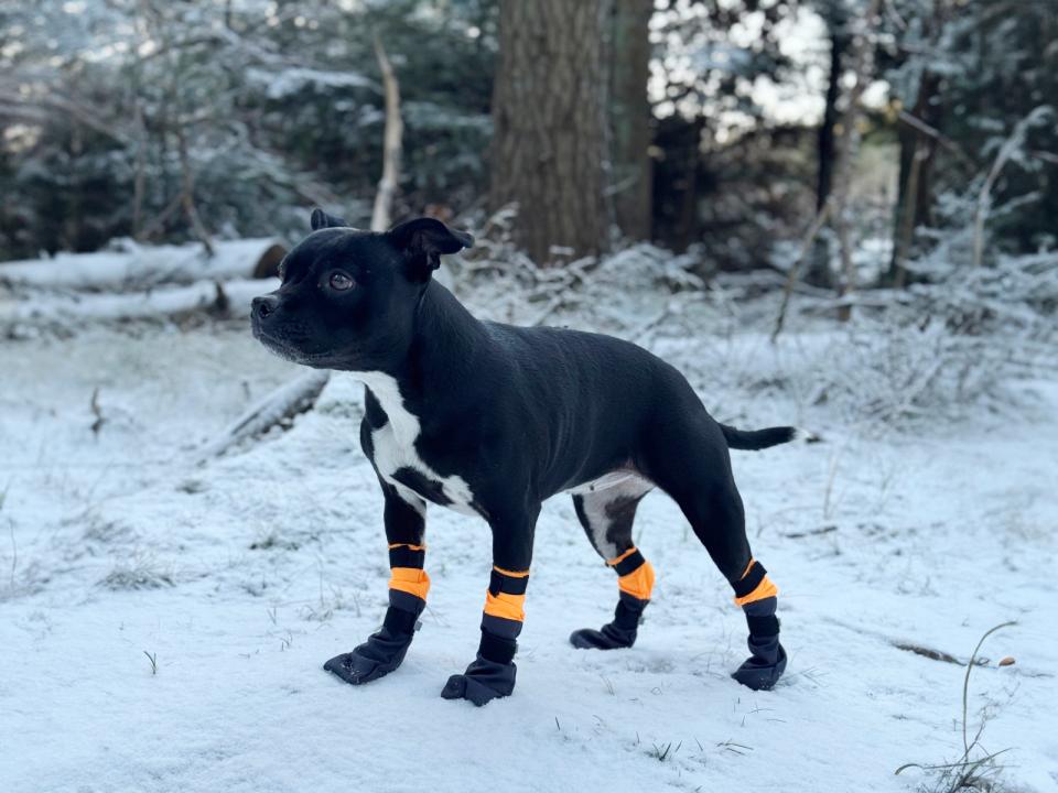 Companion dog booties