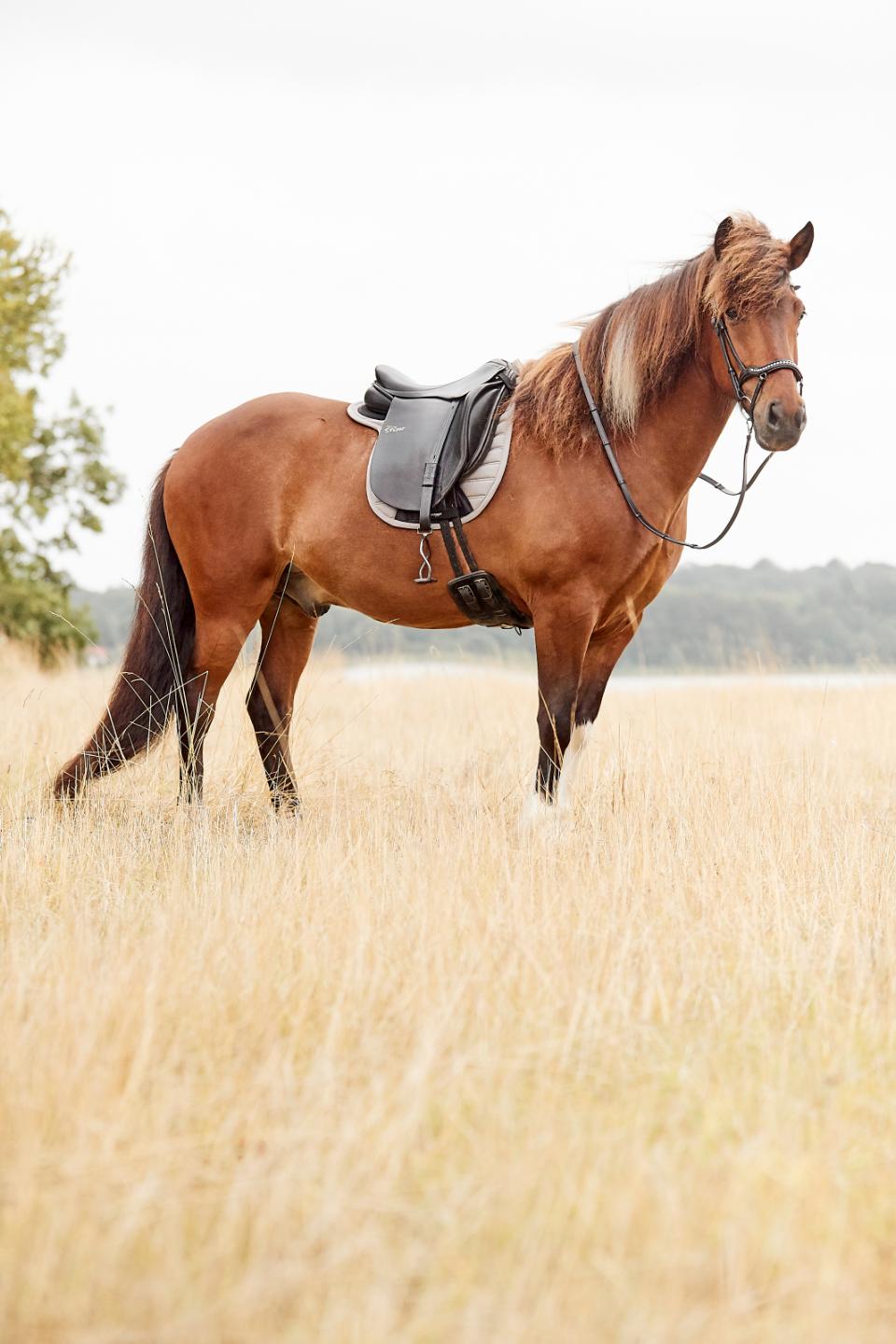 CATAGO Raja icelandic träns