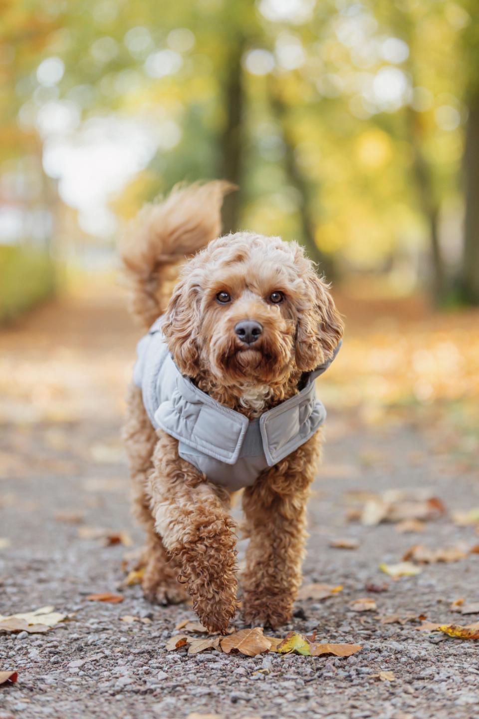 Trixie Ajou vinter hundejakke