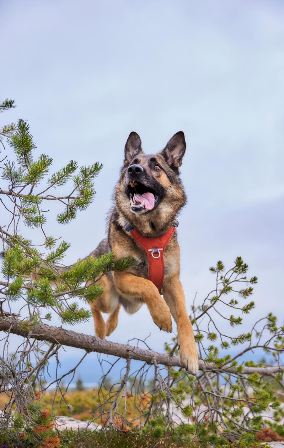 Hurtta Rover hundesele