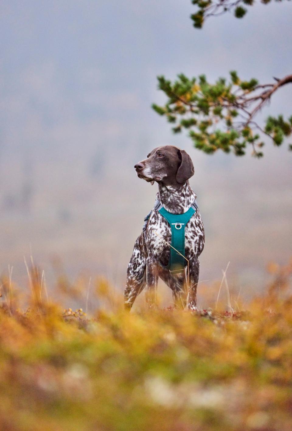 Hurtta Rover hundesele