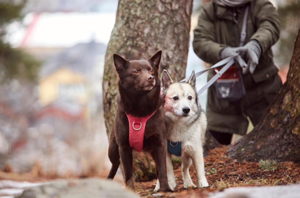 Hurtta Safeguard ECO harness