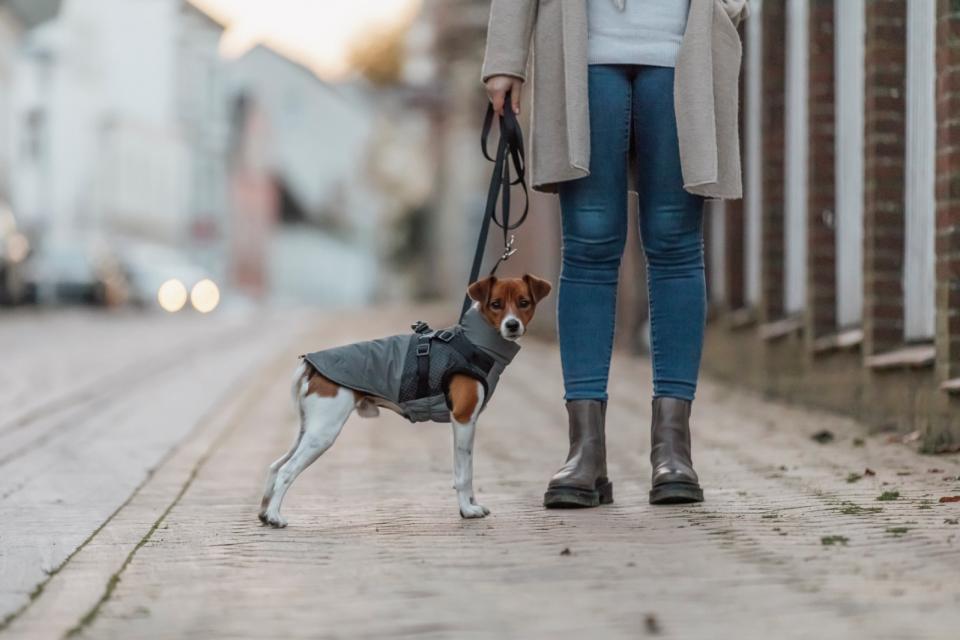 Trixie Pontis Reflect hundedækken med sele
