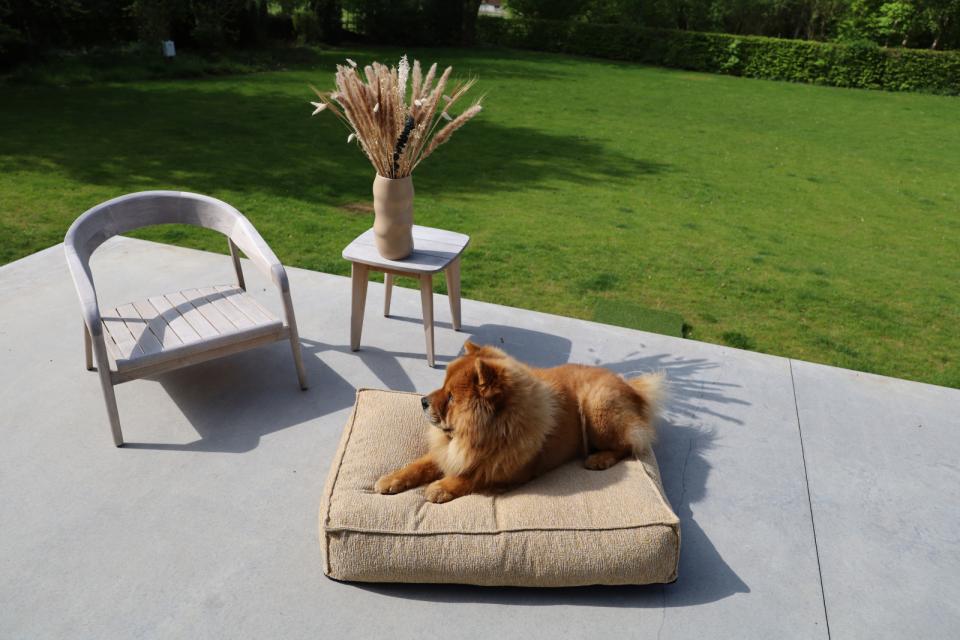 Fantail Stargaze Honey Nap madras