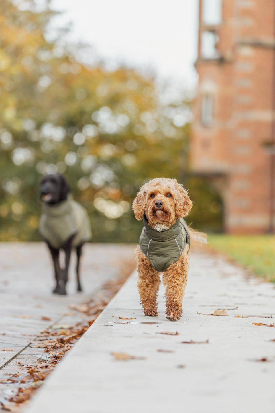 Trixie Minot hundefrakke