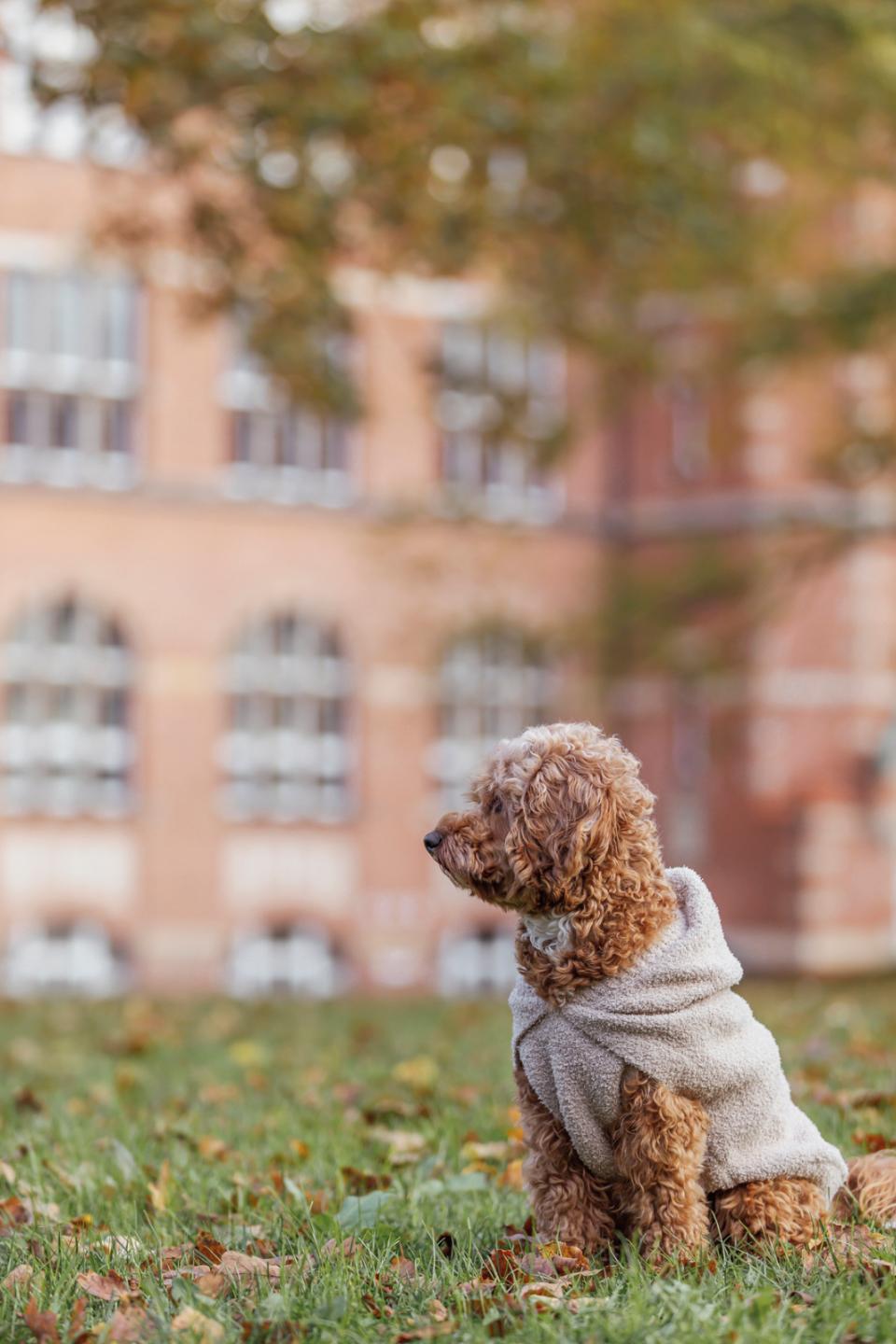 Trixie Carson hoodie til hunde