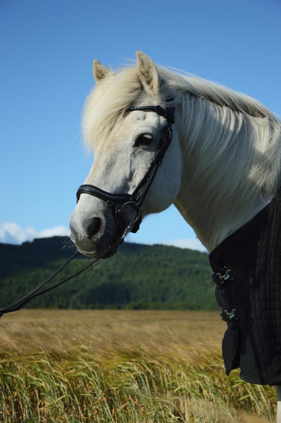 CATAGO Raja icelandic träns