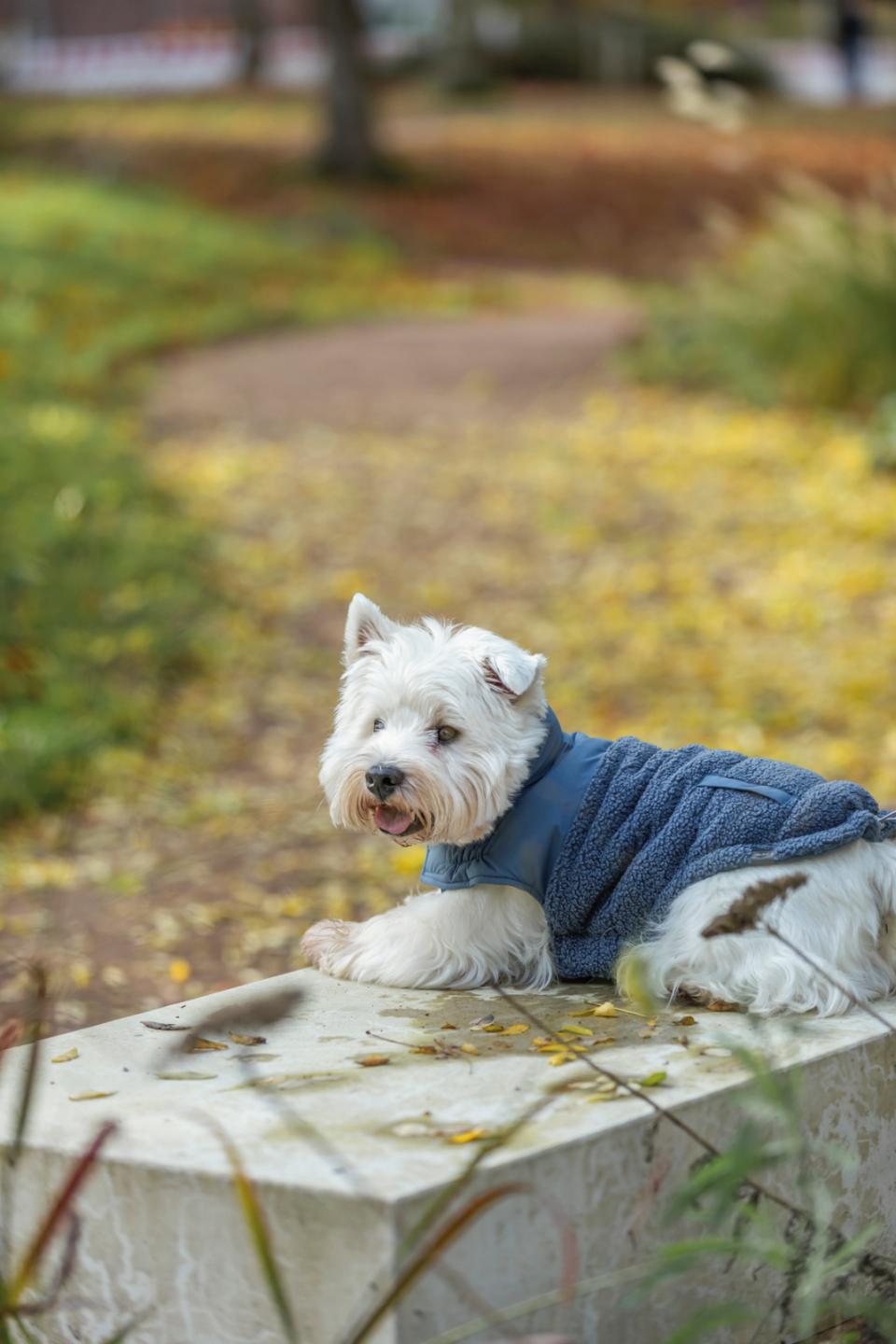 Trixie Ajou vinter hundejakke