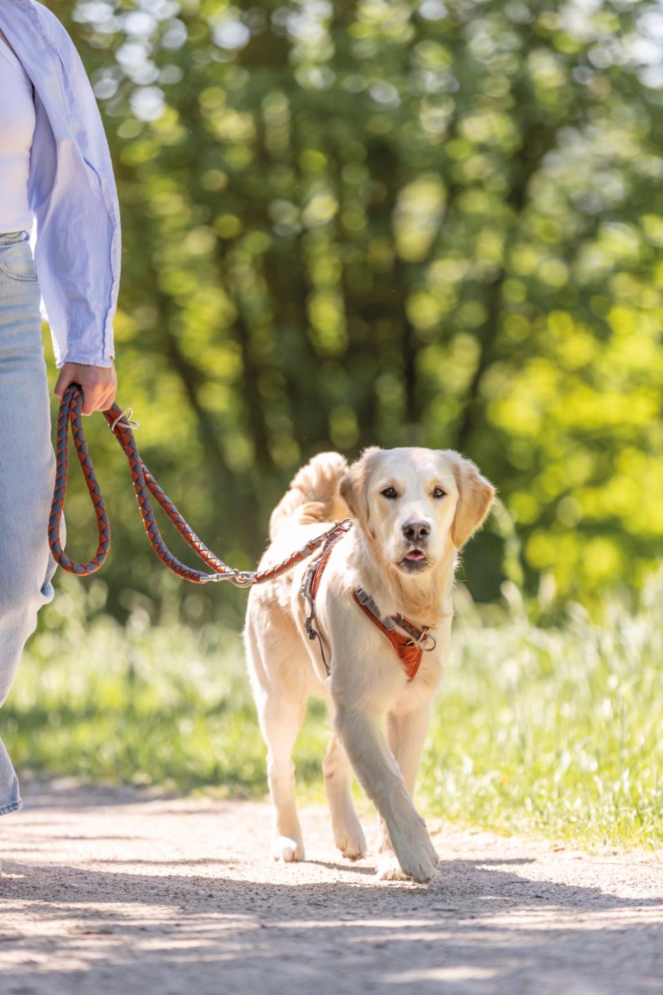 Trixie Premium Active hundesele