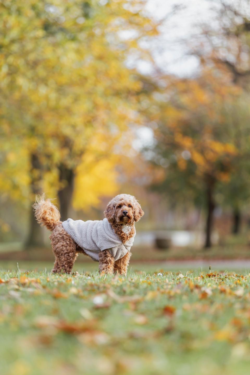 Trixie Carson hoodie til hunde