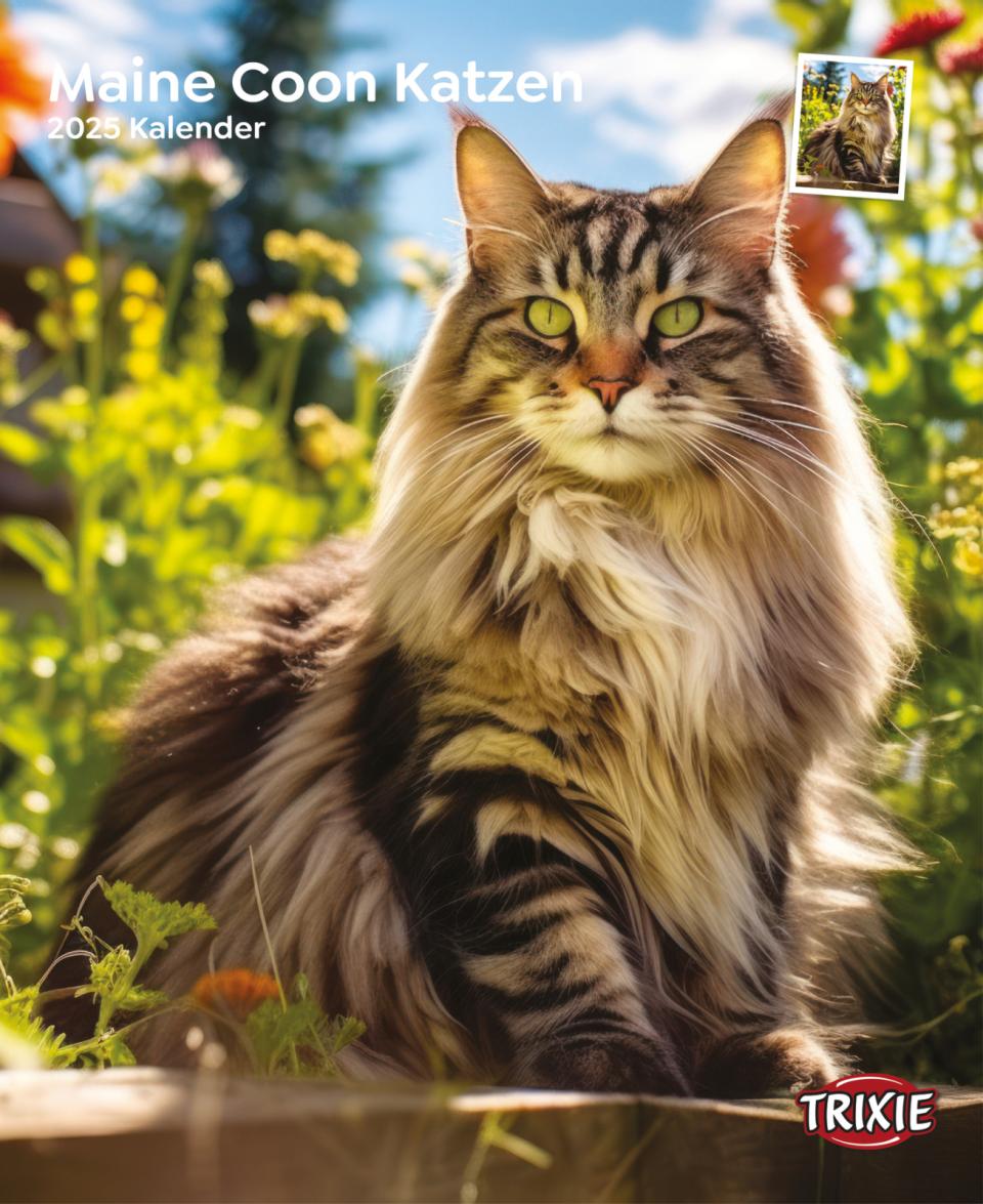 Kalender Maine-Coon