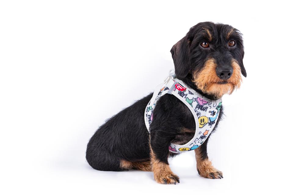 Curli Vest sele Clasp Air-Mesh - Limited Edition