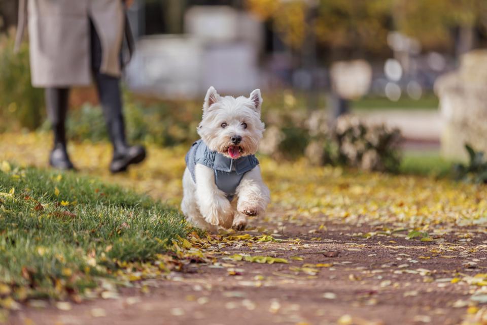 Trixie Ajou vinter hundejakke
