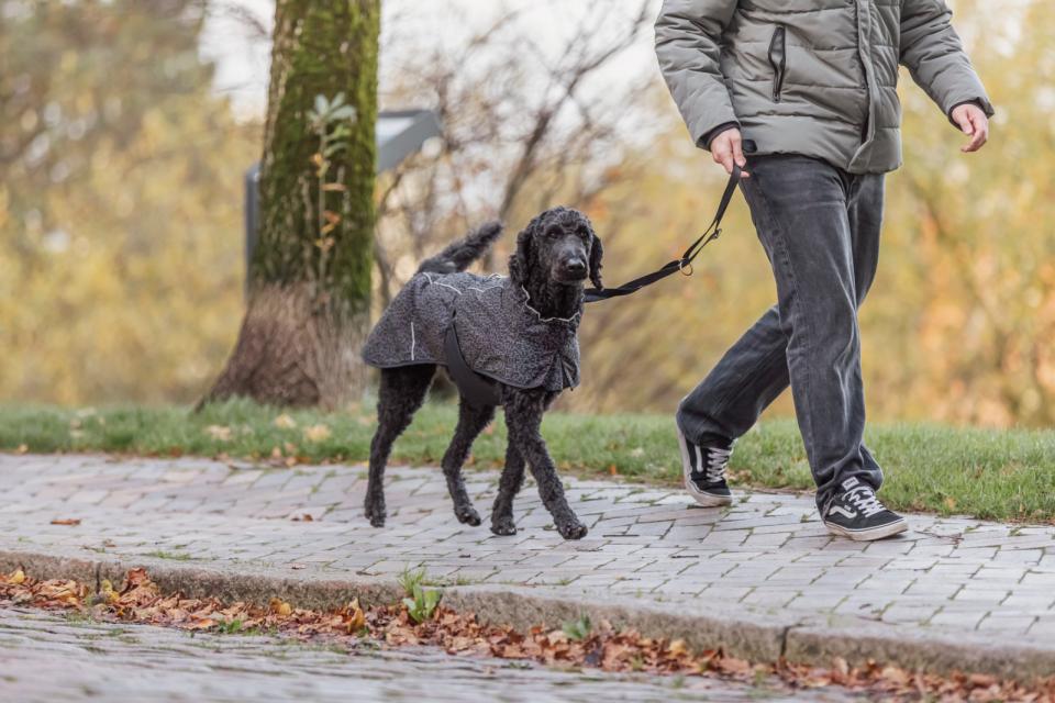 Trixie Limoux Reflect hundejakke