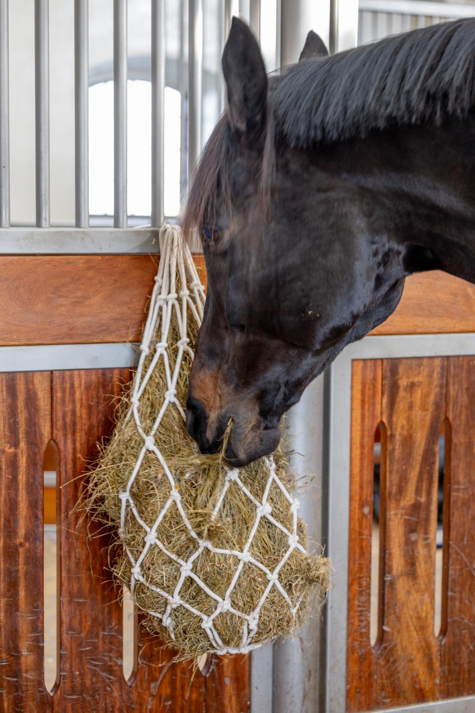 HorseGuard Hønet af bomuld