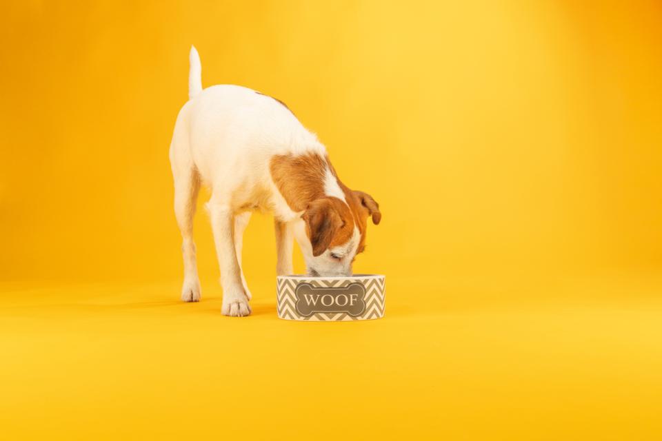 Jolly Paw Keramikskål