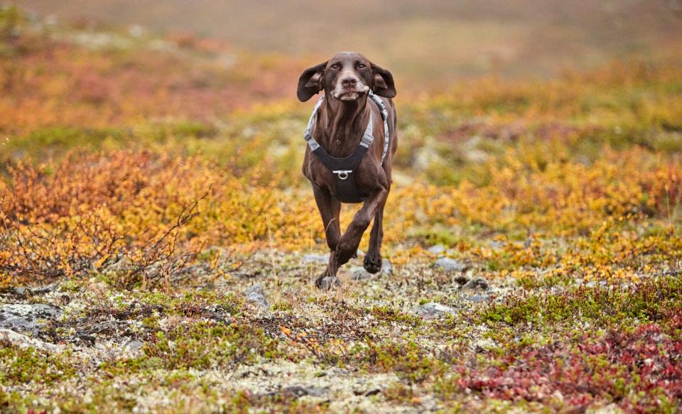 Hurtta Rover hundesele