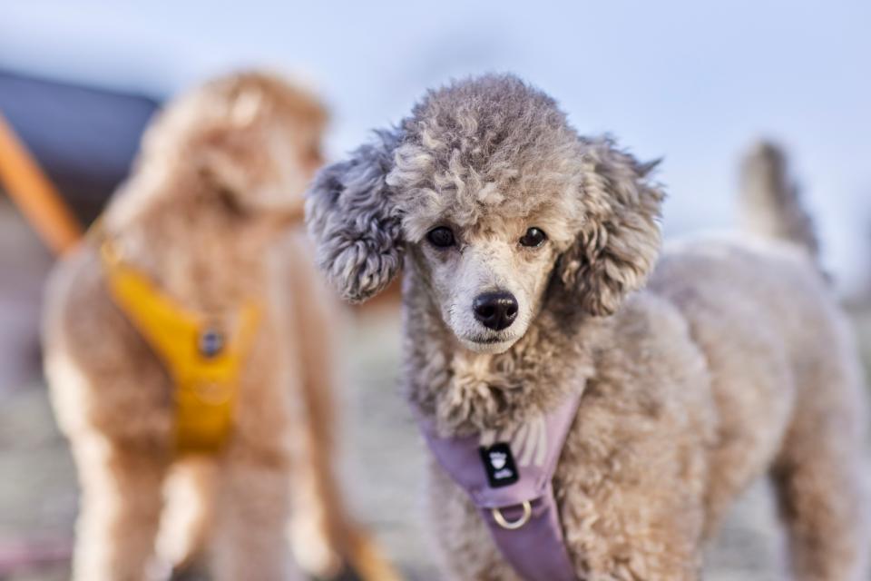 Hurtta Seeker hundesele