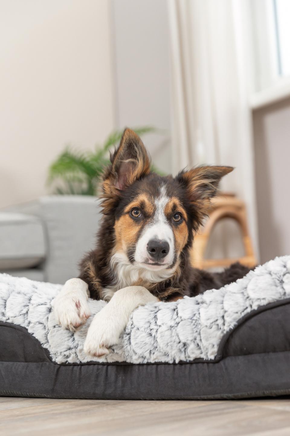 Trixie Lino Vital firkantet hundeseng