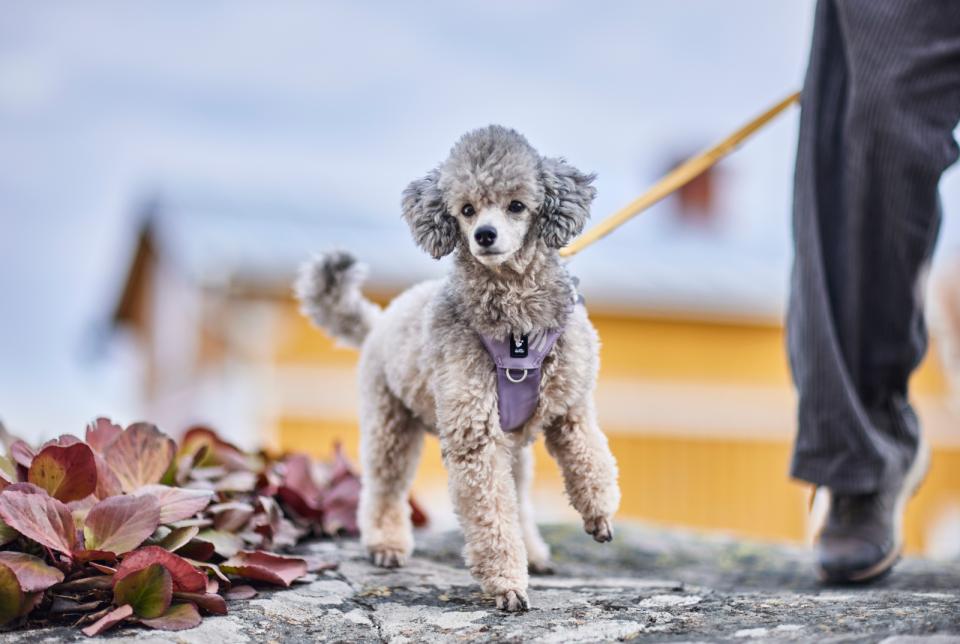 Hurtta Seeker hundesele