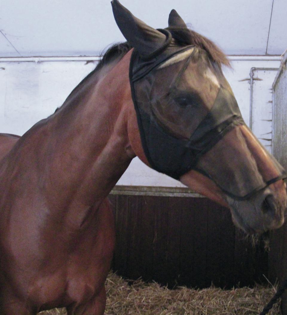 HorseGuard maske m/mulebeskytter