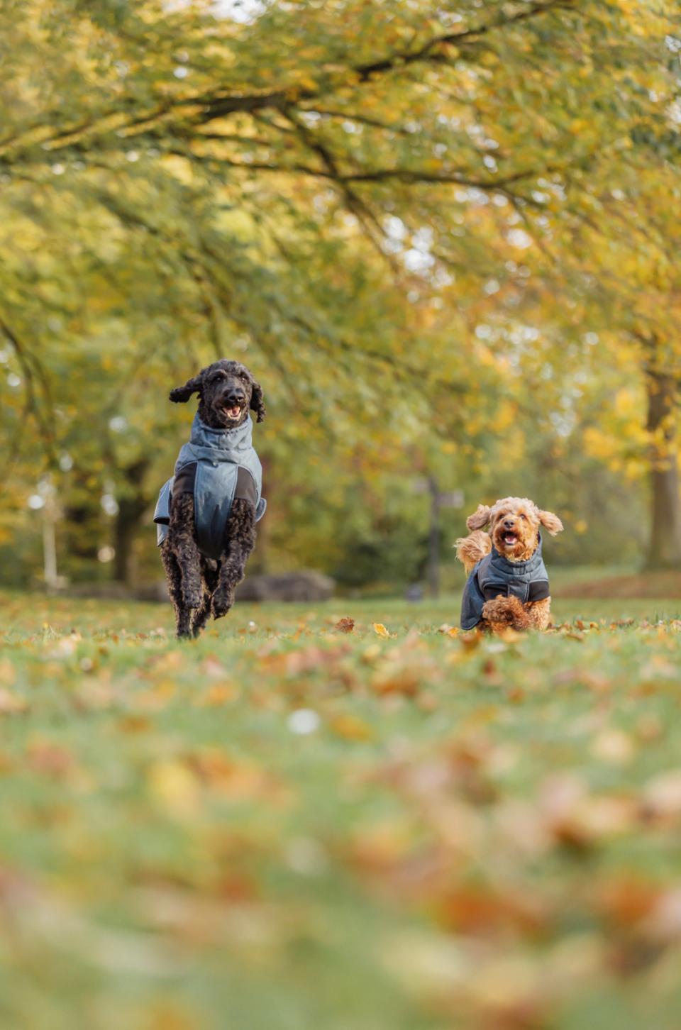 Trixie Riom vintertäcke för hundar