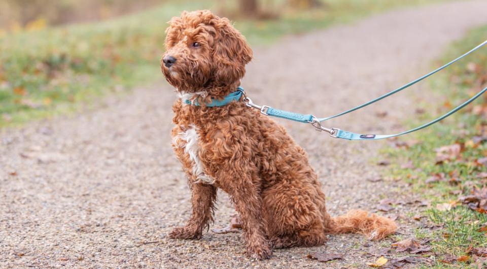 Trixie Premium hundehalsbånd