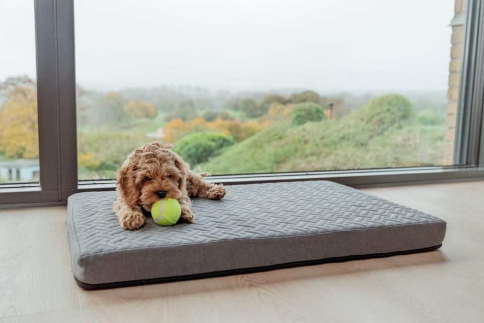 Companion Cocoon Niels hundeseng