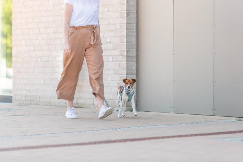 Trixie Premium Active hundesele