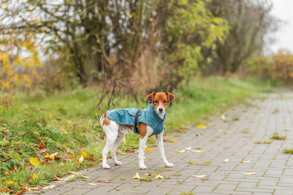 Trixie Vimy hunderegnfrakke