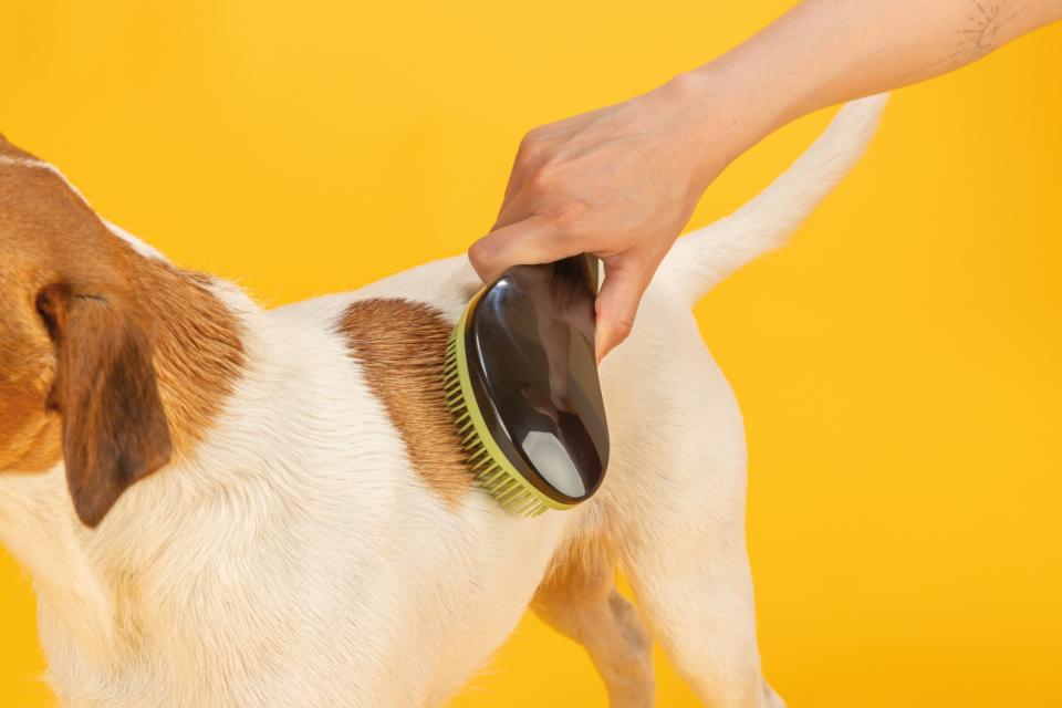 Jolly Paw Soft brush