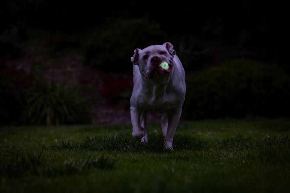 CHUCKIT Max glow air fetch bold