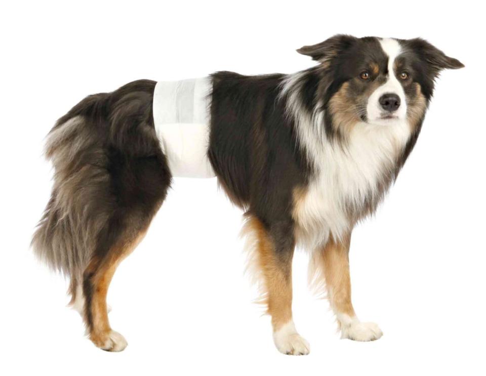 Diapers for male dogs