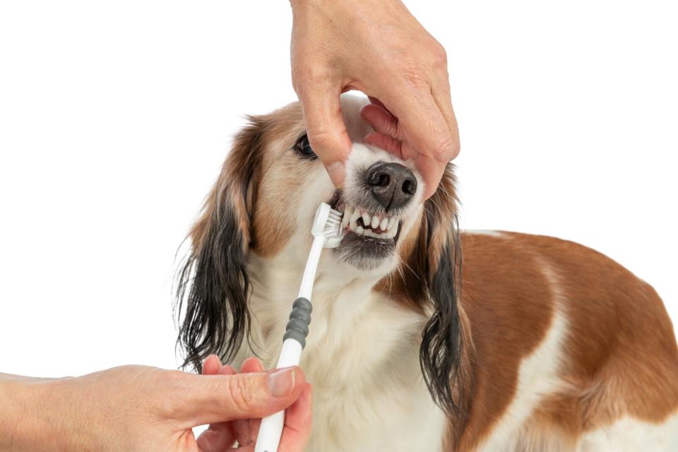 Trixie 3-hodet tannbørste, hund/katt