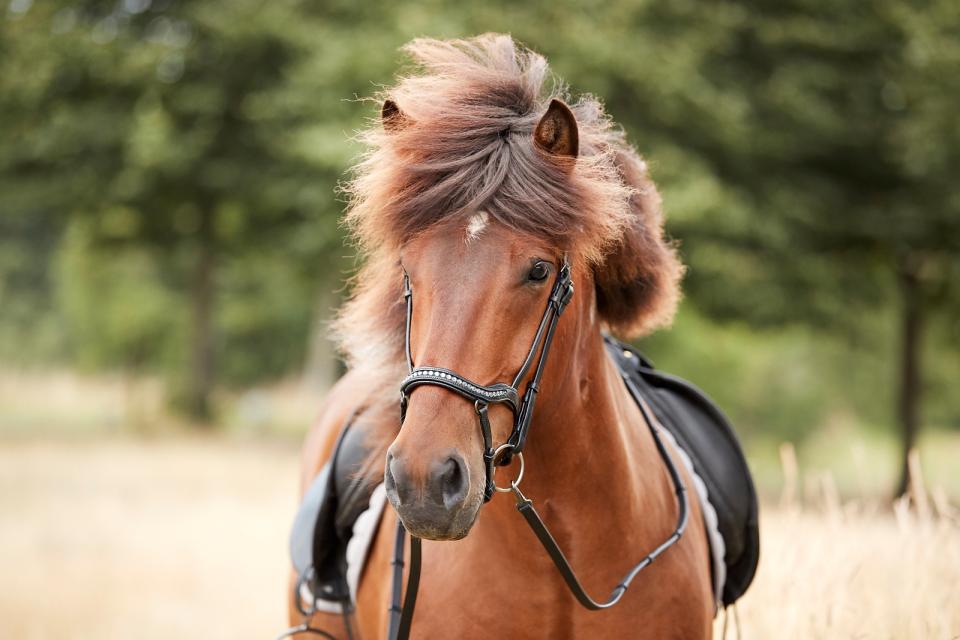 CATAGO Raja icelandic träns