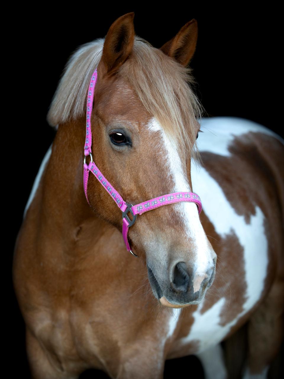 HorseGuard Butterfly grime