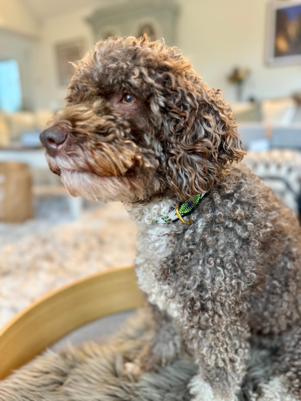 Kampuni håndlavet hundehalsbånd Jeremiah grøn