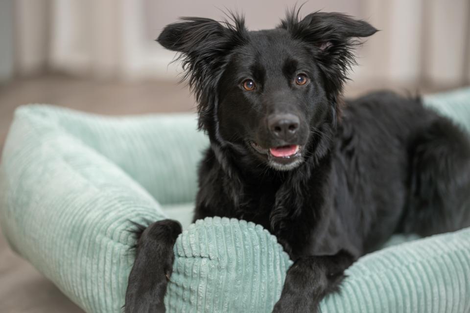 Trixie Jonna vital hundeseng