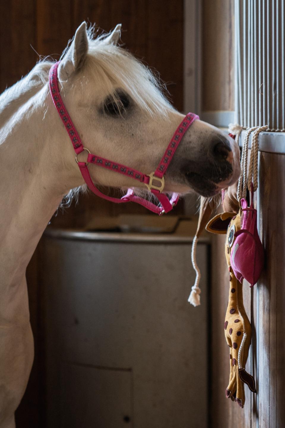 HorseGuard Butterfly grime