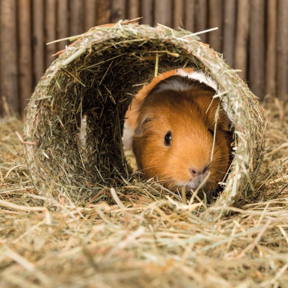 Cave made of cereals with carrot