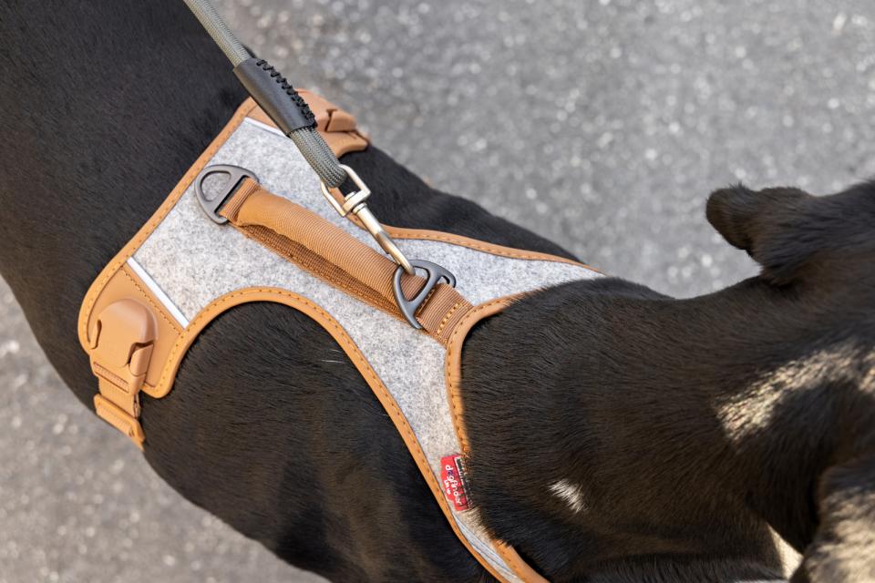 Curli Alpine Belka Harness