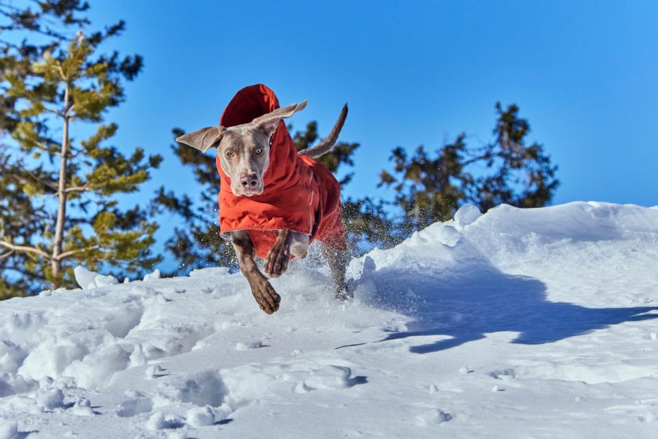 Hurtta Extreme Warmer III ECO hundefrakke