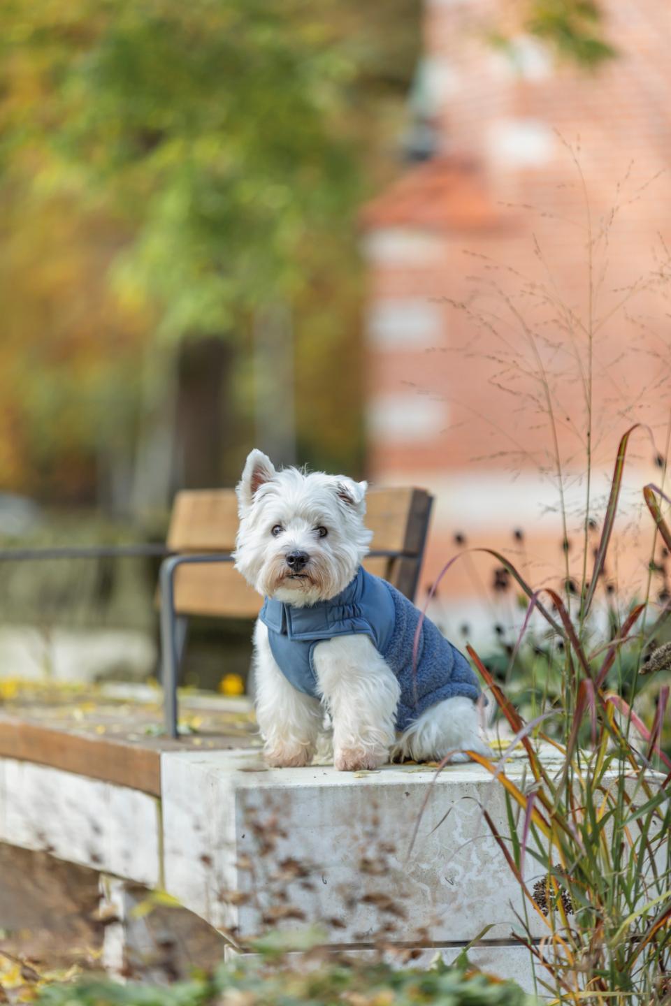 Trixie Ajou vinter hundejakke
