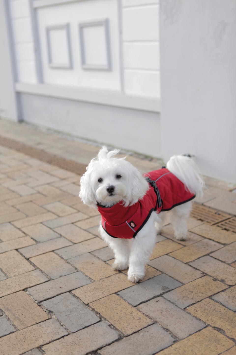 Trixie Minot dog coat
