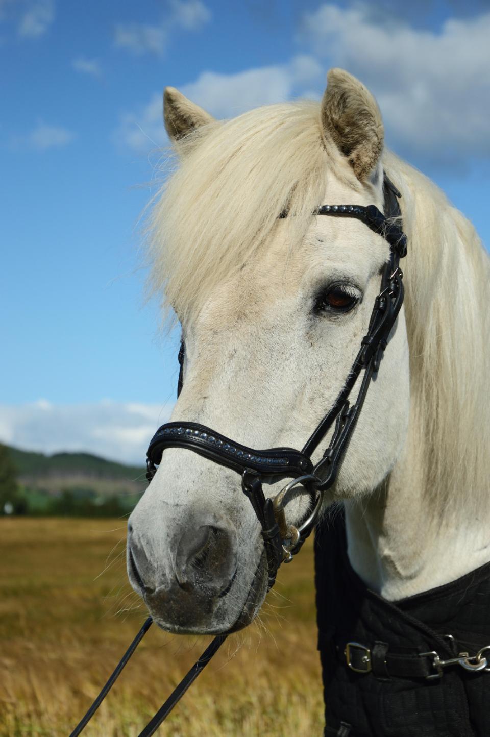 CATAGO Raja icelandic träns