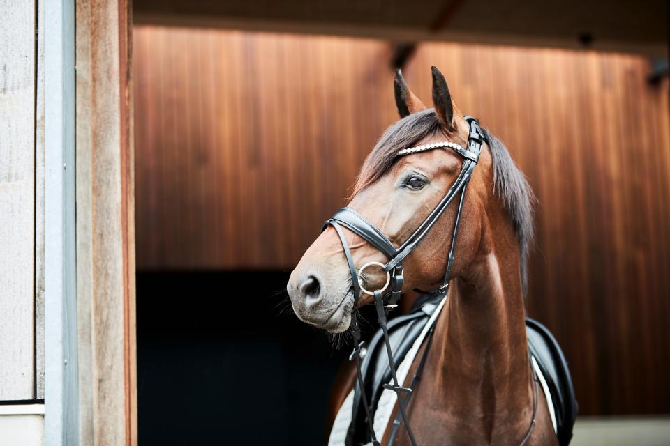 HorseGuard Kava rundgenähte Trense, ohne Zügel